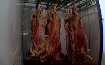 Mais de 5 mil bovinos deixam de ser abatidos por dia devido à greve no RS