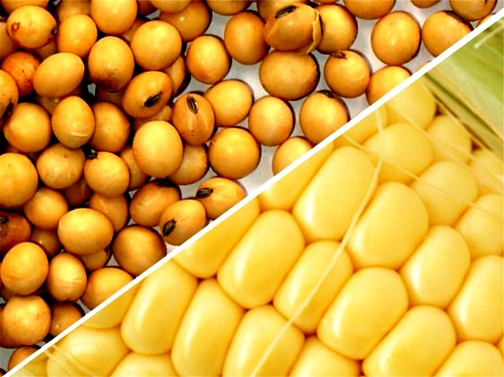 Soja e milho podem não ser impactados pelo La Niña, diz estudo