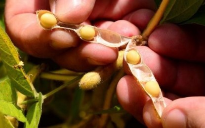 Venda antecipada de soja chega a 30% no RS