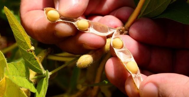 Venda antecipada de soja chega a 30% no RS