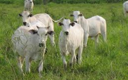 Implantação de Pastagem Para o Gado