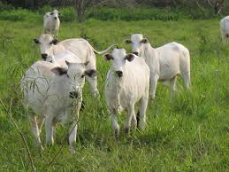 Implantação de Pastagem Para o Gado