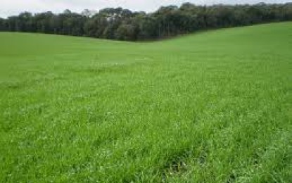 A Estimativa para Esse ano 2017 é que a Área de Trigo Plantada no Rio Grande seja um pouco menor em Relação ao ultimo Ano.