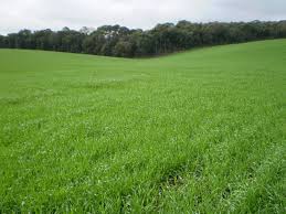 A Estimativa para Esse ano 2017 é que a Área de Trigo Plantada no Rio Grande seja um pouco menor em Relação ao ultimo Ano.