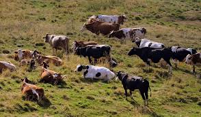 Produção de Leite no Rio Grande do Sul