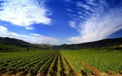 Valor da produção agropecuária de 2017 é 4,4% maior que no ano passado