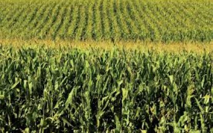 SDR abre prazo para pedidos de milho e sorgo do Programa Troca-Troca de Sementes