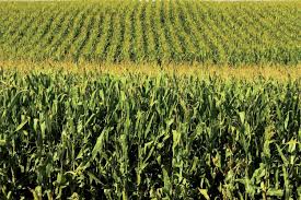 SDR abre prazo para pedidos de milho e sorgo do Programa Troca-Troca de Sementes