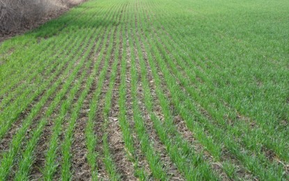 Umidade no solo atraza plantio das culturas de inverno