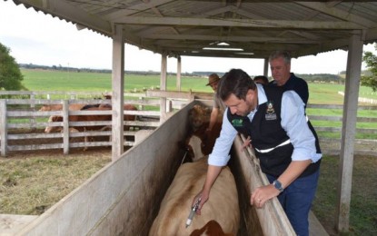 Começa nova campanha de vacinação contra a febre aftosa no RS