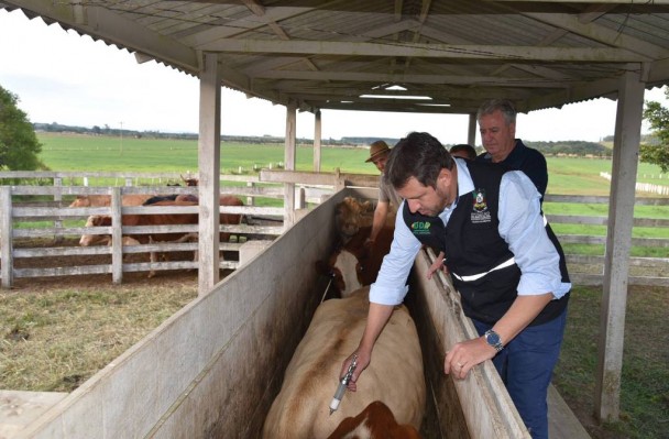 Começa nova campanha de vacinação contra a febre aftosa no RS