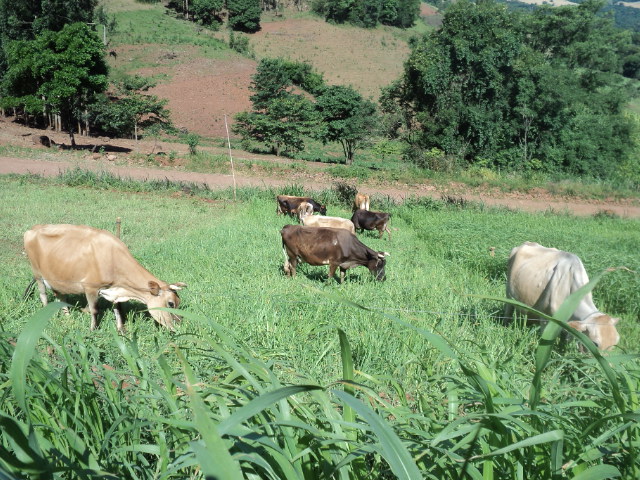 Plano Safra Disponibiliza R$ 30 Bilhões em Crédito para a Agricultura Familiar