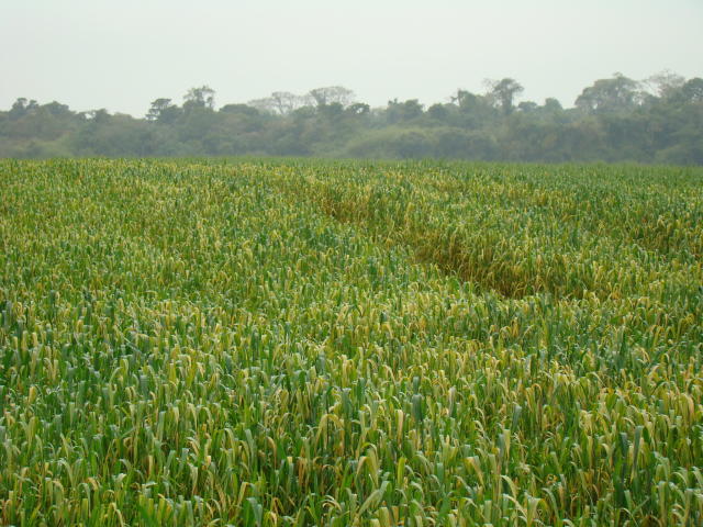 Trigo: semeadura em solo encharcado pode favorecer o mosaico