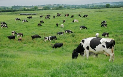 Preço do leite pago ao produtor está melhor em 2017