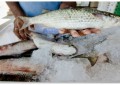 Brasil importou US$ 1bilhão em peixes, em 2018