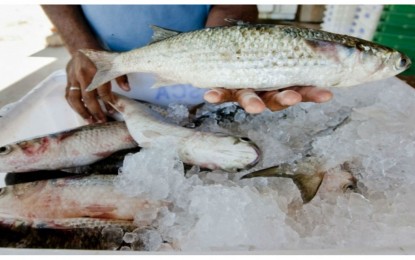 Brasil importou US$ 1bilhão em peixes, em 2018