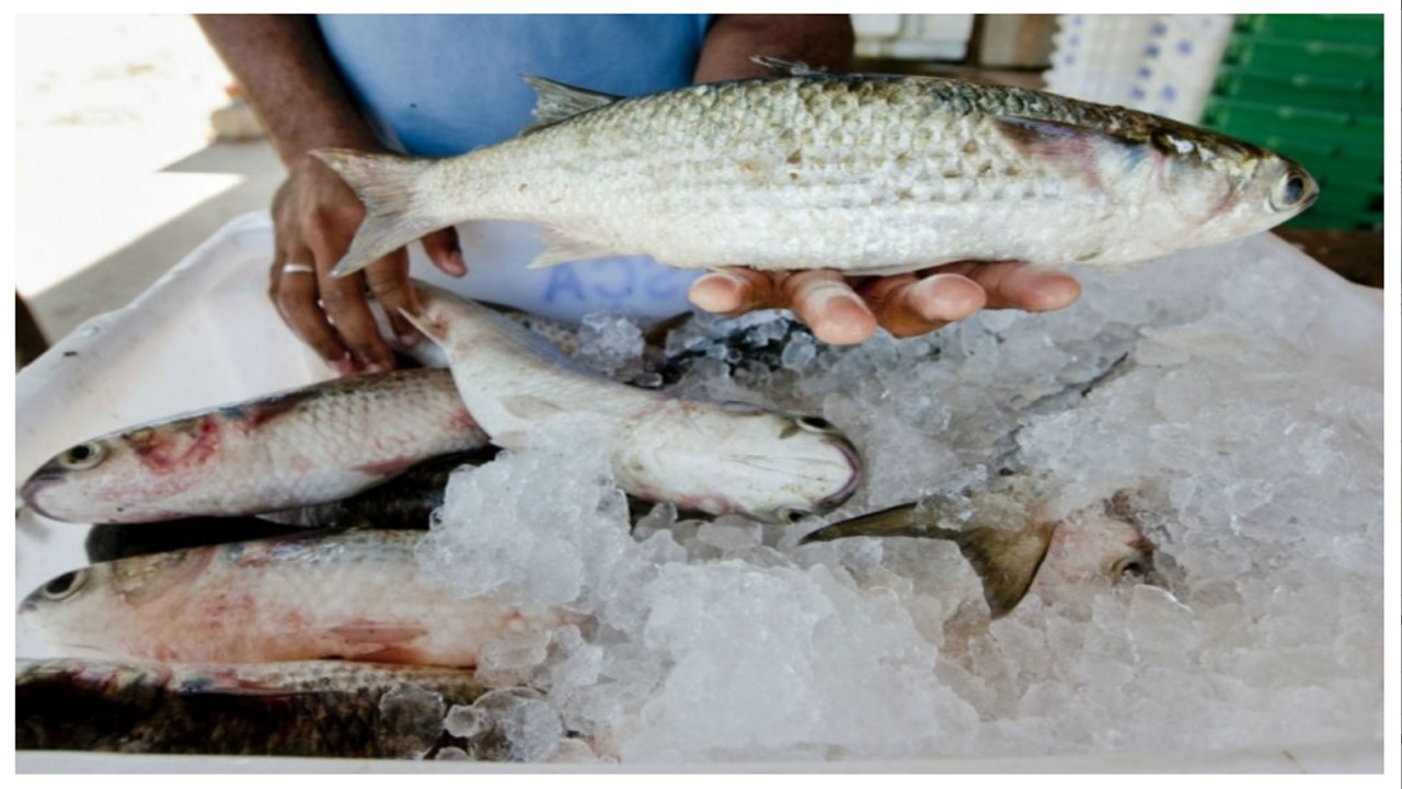 Brasil importou US$ 1bilhão em peixes, em 2018