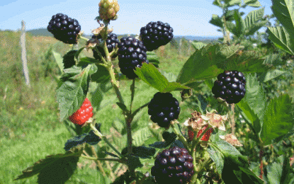Seminário Brasileiro sobre Pequenas Frutas acontece na próxima semana