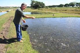 3º Dia Estadual do Peixe Acontecerá em Passo Fundo