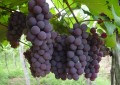 Norma amplia controle sobre produção e importação de vinhos e bebidas