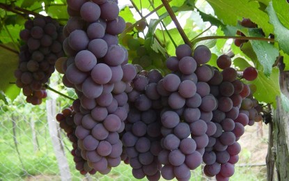 Preço minimo da uva  tem reajusta de 11,96% durante esse ano de 2019