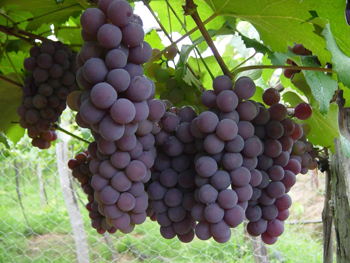 Pesquisas sobre consumo de uva e derivados revelam benefícios para a saúde
