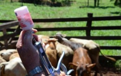 Conheça dicas essenciais para o bom resultado na hora de vacinar seu rebanho bovino
