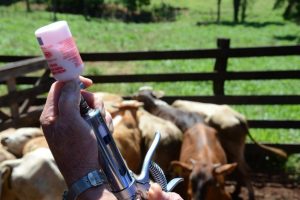 Conheça dicas essenciais para o bom resultado na hora de vacinar seu rebanho bovino