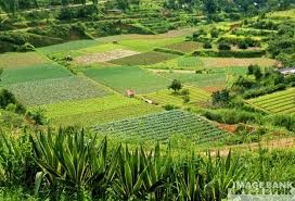 Agricultores contrataram R$ 137,2 bi para custear safra agrícola 2016/2017