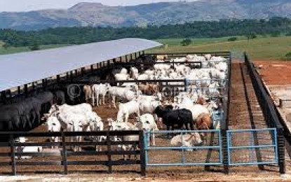 Confinamento de bovinos cresce no RS