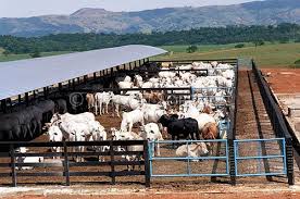 Confinamento de bovinos cresce no RS