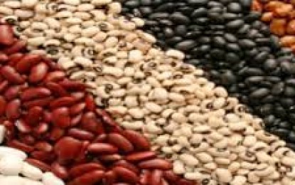 Pesquisas com feijão podem ser comprometidas com extinção da Fepagro no RS