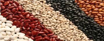 Pesquisas com feijão podem ser comprometidas com extinção da Fepagro no RS