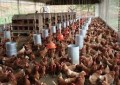 Granjas de ovos têm até novembro para adequar mudanças em inspeções
