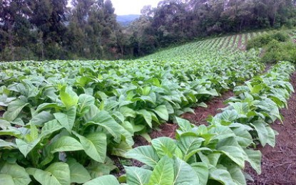 Novas condições do Pronaf promovem a diversificação em áreas cultivadas com tabaco