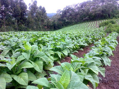 Novas condições do Pronaf promovem a diversificação em áreas cultivadas com tabaco