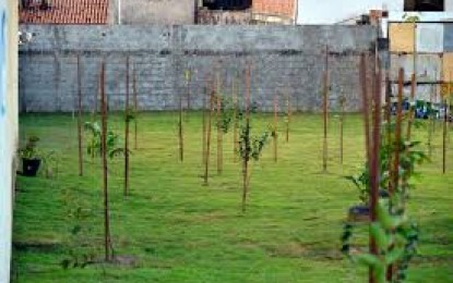 Dicas de Plantio de árvores frutíferas e manejo do pomar