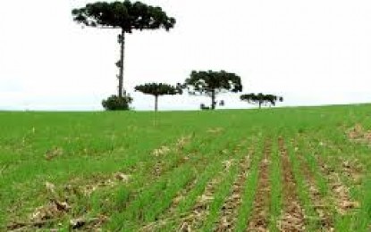 Desenvolvimento do Trigo no RS