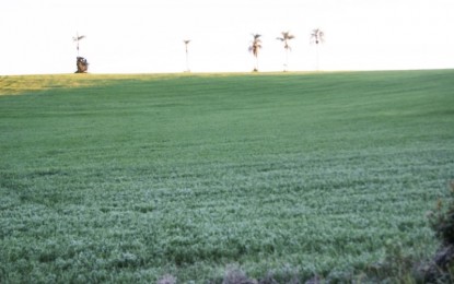 Geada pode contribuir com o produtor neste estágio do trigo