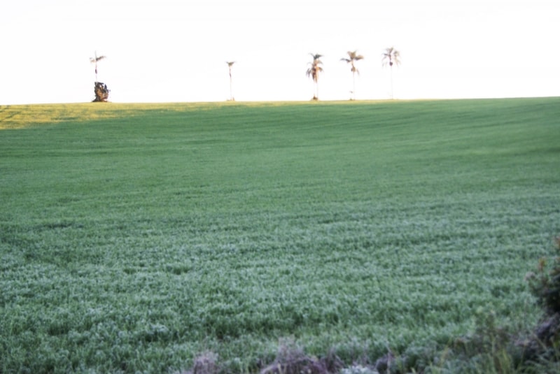 Ondas de frio intenso serão mais frequentes este ano e ameaçam o campo