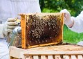 Manejo apícola eleva em 70% produção de mel