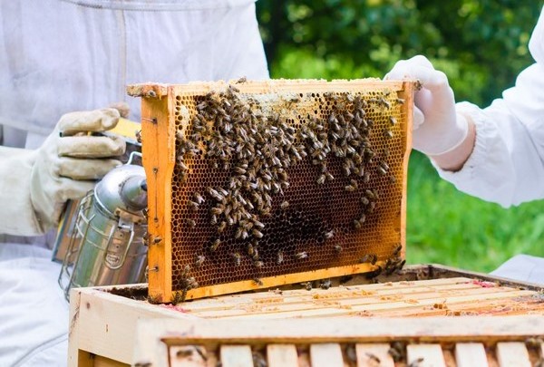 Manejo apícola eleva em 70% produção de mel