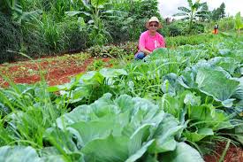 Oportunidade para novas redes de agroecologia