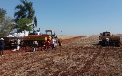 Cresol Humaitá, acompanha plantio de milho na região