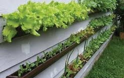 Redentora, inovação em cultivo de hortaliças e plantas bioativas