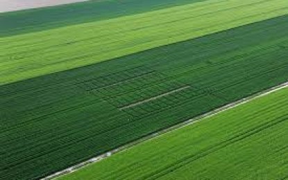 Rede de satélites permite identificar nutrientes presentes nas plantas e deficiências do solo.