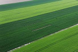 Rede de satélites permite identificar nutrientes presentes nas plantas e deficiências do solo.