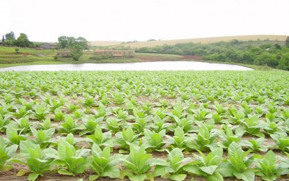 Brasil é o segundo maior produtor mundial de tabaco