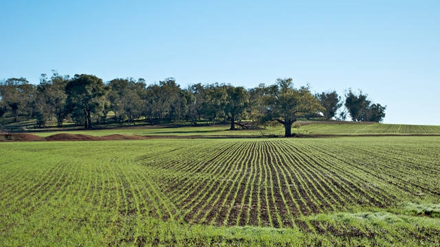 Recuperação vegetal de propriedades rurais terá financiamento do BNDES
