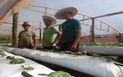 Agricultor investe na produção de moranguinho